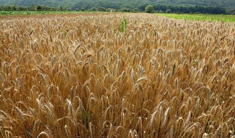 Programul "Fermierul" a fost relansat!