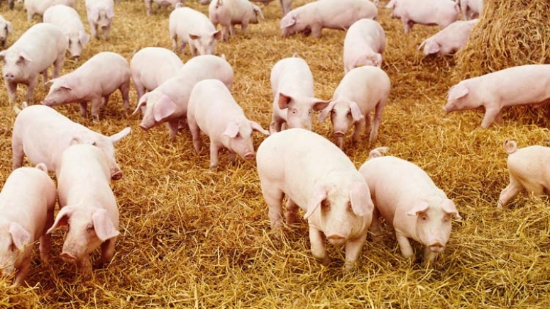 Infiintare/modernizare ferma de porci